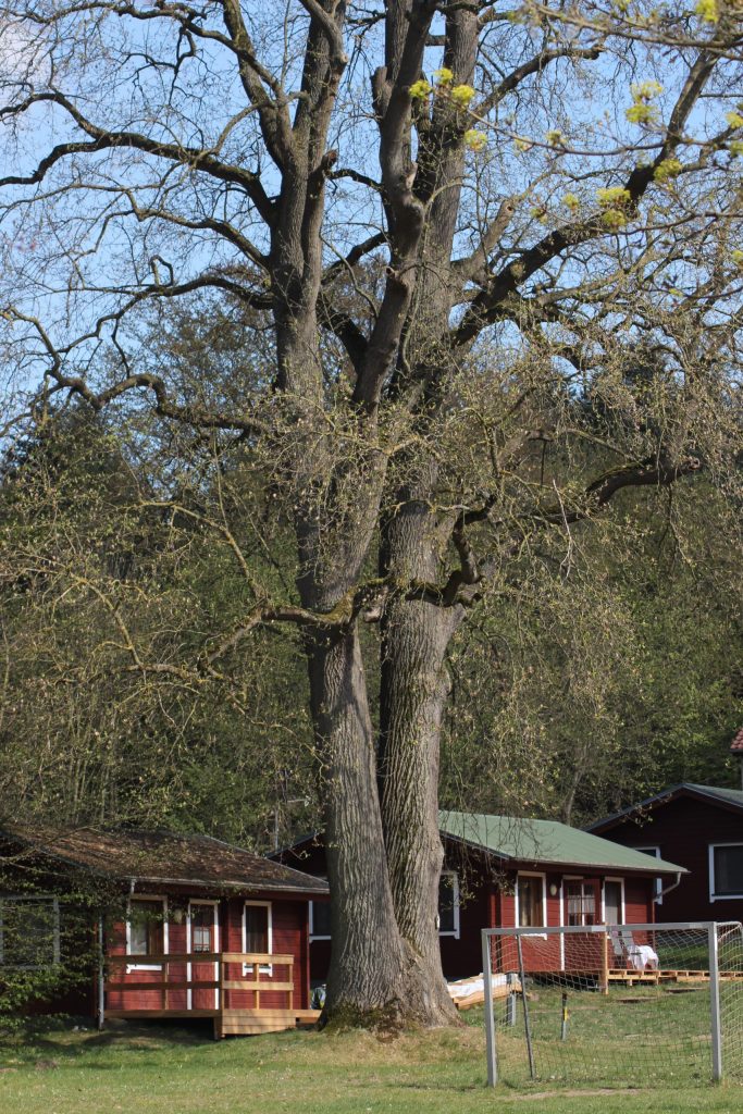 Der Tulpenbaum vom Werder - ein Naturdenkmal